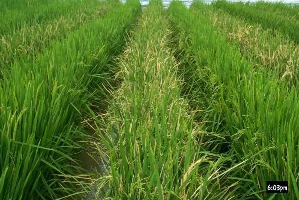 Insect-resistant rice Huahui No. 1, complies with the requirements by the United States Food and Drug Administration. [Photo: stdaily.com]