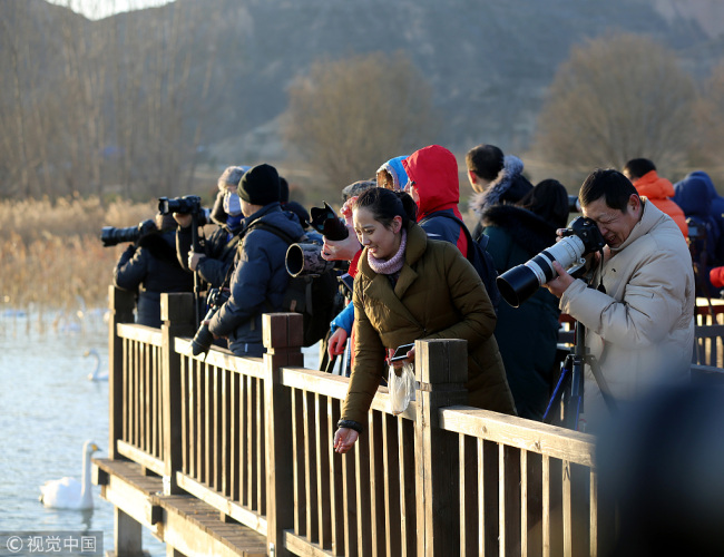 Visitors watch and take photos of the swans in the lake of Pinglu County in Shanxi Province on Dec 16, 2017. [Photo: VCG]
