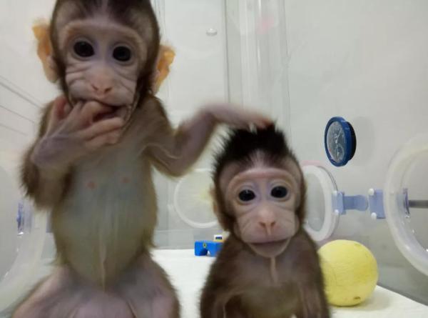 The photo shows the two cloning macaques, Zhong Zhong and Hua Hua. [Photo: Shanghai municipal government] 