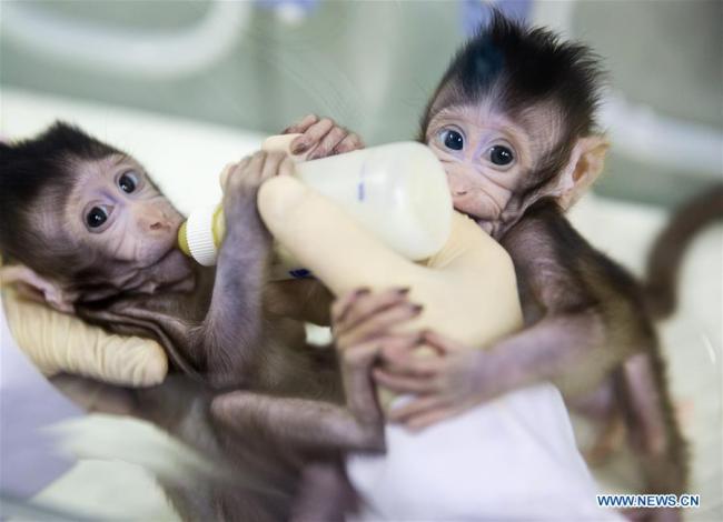 Two cloned macaques named Zhong Zhong and Hua Hua are fed at the non-human-primate research facility under the Chinese Academy of Sciences, Jan. 22, 2018.[Photo: Xinhua]