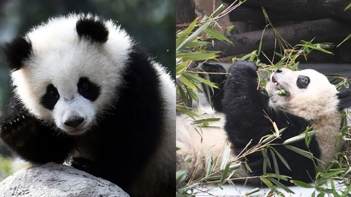 Breeding base denies mite infections caused pandas' whitening eye rims