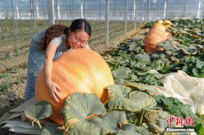 The file photo shows a tourist hugging a 300kg pumpkin at an ecology park in Guiyang, Guizhou Province. [Photo: Chinanews.com]