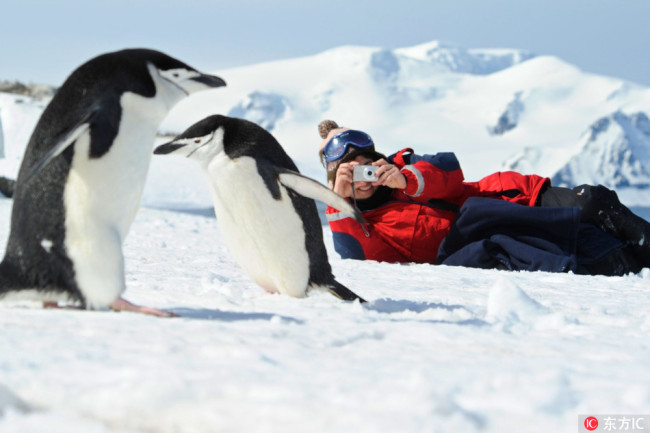 A tourist takes photo of penguins in Antarctica. [Photo: Imagine China] 