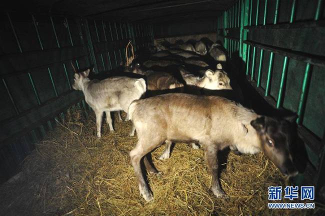 China has imported a herd of 115 reindeer from the Netherlands. [Photo: Xinhua]