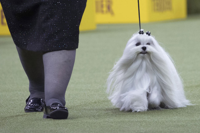 Robyn, a Maltese, competes in the Toy group during the 142nd Westminster Kennel Club Dog Show, Monday, Feb. 12, 2018, at Madison Square Garden in New York. [Photo: AP/Mary Altaffer]