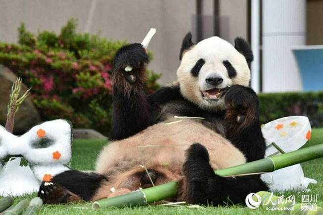 China's giant panda Yongming [Photo provided to People’s Daily] 