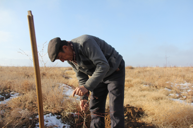 Turshunjan Sawut works on November 19th in the ochard planting field in Quapqal County of Xinjiang Autonamous Region. [Photo: China Plus/Yang Guang]