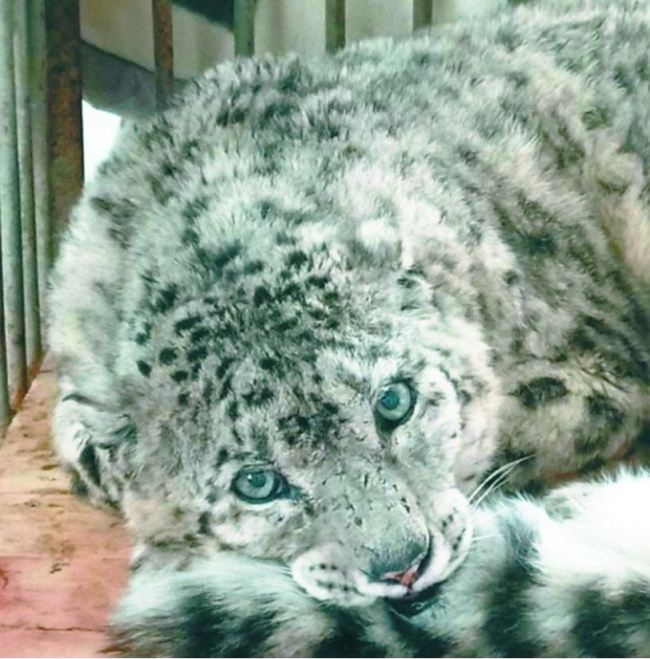 An injured female snow leopard recovering at the Beijing Zoo following a 2nd surgery, February 16, 2018. [File Photo: Beijing Evening News]