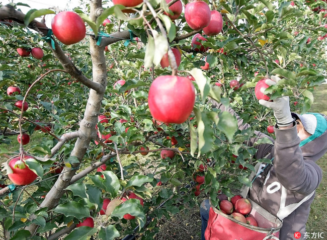 Dorisel Estevez of Kennewick, Washington, harvests Pink Lady apples in Basin City, Washington, U.S. on November 8, 2012. [Photo: IC]