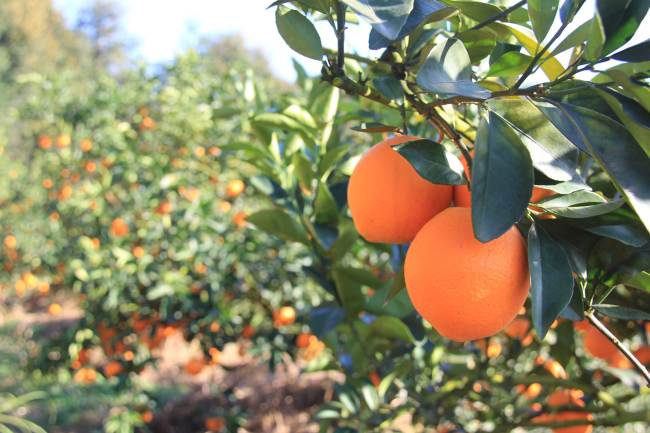 Statistics show that developing navel oranges has been the most efficient way of alleviating poverty in southern Jiangxi province, where there is there's a big population with less arable land. [Photo: China Plus/ Li Shiyu]