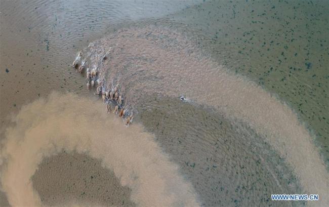 This aerial photo taken on April 3, 2018 shows a herd of galloping milu deer in the wetland around Poyang Lake in east China's Jiangxi Province. [Photo: Xinhua]