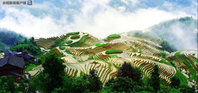 Rice Terraces in Southern Mountainous and Hilly Areas. [File Photo: Agricultural bureau of Multinational Autonomous County of Longsheng]