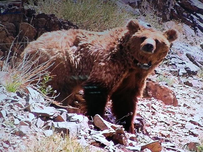 Undated photo of the Gobi bear, which the Chinese government is moving to support through financing and technology provided to the Mongolian government. [Photo: People's Daily]
