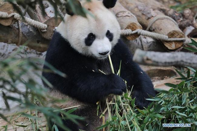 Giant panda "Xingbao" eats in its enclosure in Qianlingshan Park in Guiyang, capital of southwest China's Guizhou Province, April 22, 2018. [Photo: Xinhua/Ou Dongqu]