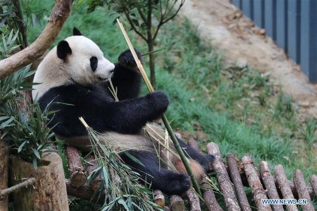 Giant panda "Haibang" eats in its enclosure in Qianlingshan Park in Guiyang, capital of southwest China's Guizhou Province, April 22, 2018. [Photo: Xinhua/Ou Dongqu]
