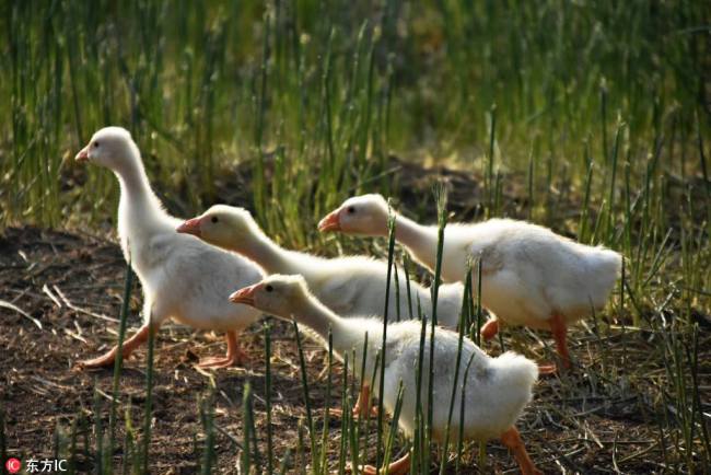 江苏金湖村民养鹅增收 Villagers in Jiangsu grow incomes by breeding geese