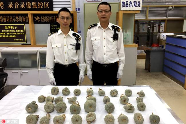 深圳海关查获有毒“仙人掌”Poisonous cactuses were seized in Shenzhen 