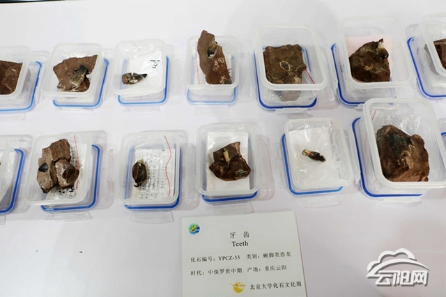 Dinosaur teeth specimens on display at an event aiming to create awareness and promote conservation held at Peking University on May 5, 2018. [Photo: yy.cq.gov.cn]
