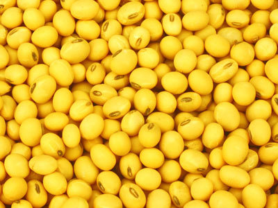 A file photo of soybean. [Photo: shipin.people.com.cn]