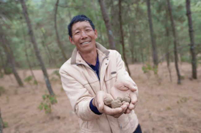 Duan Chaowen is an experienced truffle hunter. [Photo: China Plus/ Chi Huiguang]