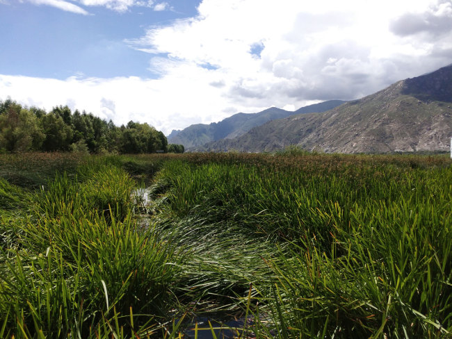 The wild plants in the Lalu Wetlands National Nature Reserve in Lhasa are mainly reeds and papyrus. [Photo: China Plus/Wang Lei]