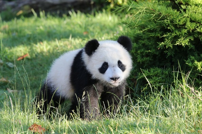 Yuan Meng, France's first ever giant panda cub, celebrates its first anniversary at Beauval zoo in central France on August 4 2018. [Photo provided by The Beauval Zoo]
