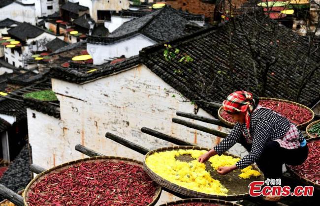 A local resident sun bakes her farm produce, including peppers, chrysanthemum flowers in Huangling village in east China's Jiangxi province. [File Photo:  China News Service/Cao Jiaxiang]