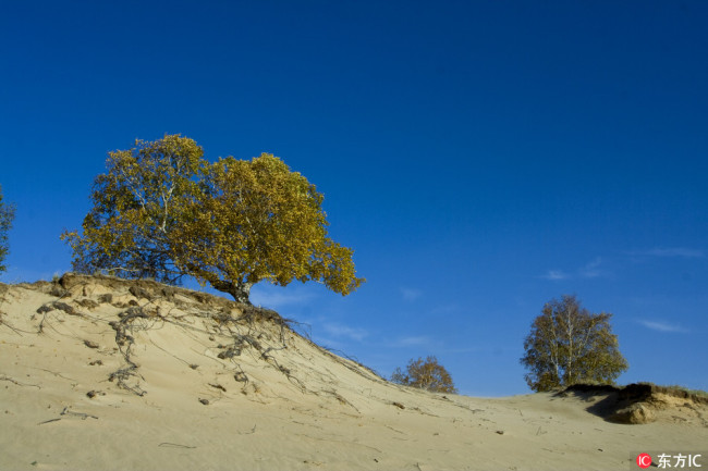The white birch growing on semi desert dunes of Bashang grassland on Inner Mongolia plateau. [Photo: IC]