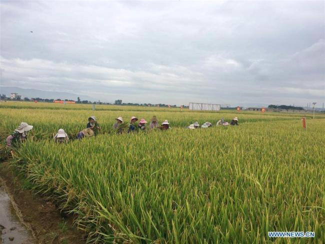 Farmers harvest(收获) rice at a super hybrid rice demonstration base(示范基地) in Datun Township(大屯镇) in the Gejiu City(个旧市), southwest China's Yunnan Province, Sept. 2, 2018. [Photo: Xinhua]