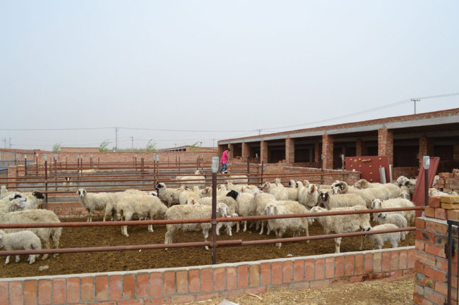 A photo shows the breeding cooperative in Ma'erzhuang Village of Yanchi County, northwest China's Ningxia Hui Autonomous Region. [Photo: China Plus/ Lv Mou]