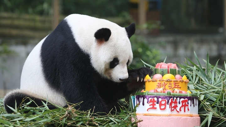 Japan-born giant panda celebrates birthday in Shenzhen zoo - China Plus