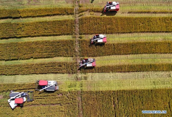 Aerial photo taken on Sept. 27, 2018 shows harvesters reaping(收割) rice(稻米) in the fields at Linjiang New District in Haimen, east China's Jiangsu Province.(Xinhua/Xu Congjun)