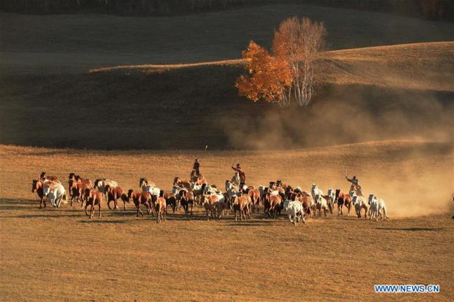 Herdsmen(牧民) tame horses(驯马) on the Ulan Butong grassland in Chifeng, north China's Inner Mongolia Autonomous Region, Oct. 3, 2018. (Xinhua/Wang Zheng)