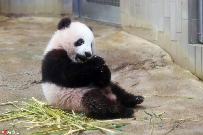 A baby panda named Xiang Xiang is shown to media at Ueno Zoo in Tokyo prior to a limited public display on Dec 18, 2017. [Photo/IC]