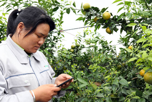 Wei Huating, keeper of Haisheng citrus orchard, reads analysis results for soil data on her mobile phone at the orchard in Laibin, Guangxi Zhuang Autonomous Region on October 23, 2018. [Photo: China Plus/Sang Yarong]