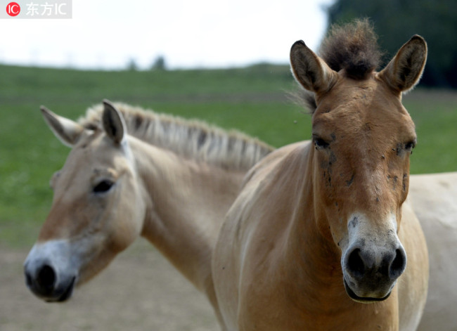 Przewalski's horses.[Photo:IC]