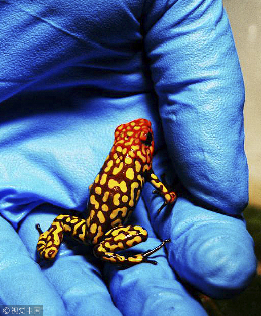 Colombian Police seized 216 exotic poisonous frogs in Bogota, found hidden inside film canisters in a bathroom at Intenational El Dorado airport. They were abandoned by traffickers who intended to take them to Germany and were instead delivered to the Environment Secretariat on November 7, 2018. [Photo: VCG]