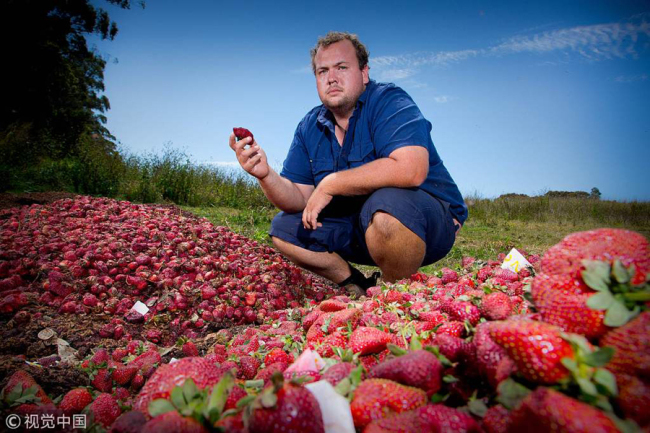 This picture taken on September 20, 2018 shows Braetop Berries strawberry farmer Aidan Young holding a strawberry as he poses amid strawberries he will destroy following a nationwide needle scare, on his farm in the Glass House Mountains in Queensland. Australia's pins-in-punnets strawberry crisis prompted a spate of social-media driven hoaxes, but sites like Facebook and Twitter are also helping stir a revival in sales that has left some farmers struggling to meet resurgent demand. [Photo: VCG]