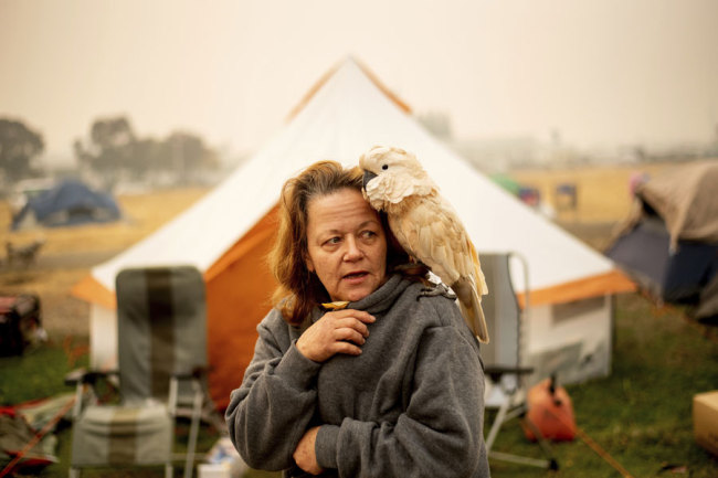 Suzanne Kaksonen, an evacuee of the Camp Fire, and her cockatoo Buddy camp at a makeshift shelter outside a Walmart store in Chico, Calif., on Wednesday, Nov. 14, 2018. Kaksonen lost her Paradise home in the blaze. [Photo: AP/Noah Berger]
