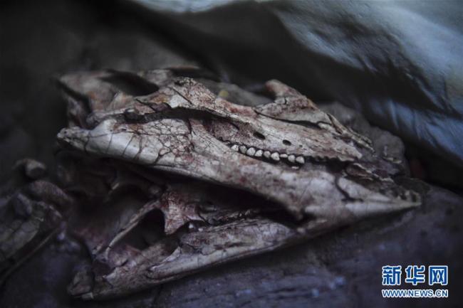 The fossilized skull of a dinosaur is seen. [Photo: Xinhua]