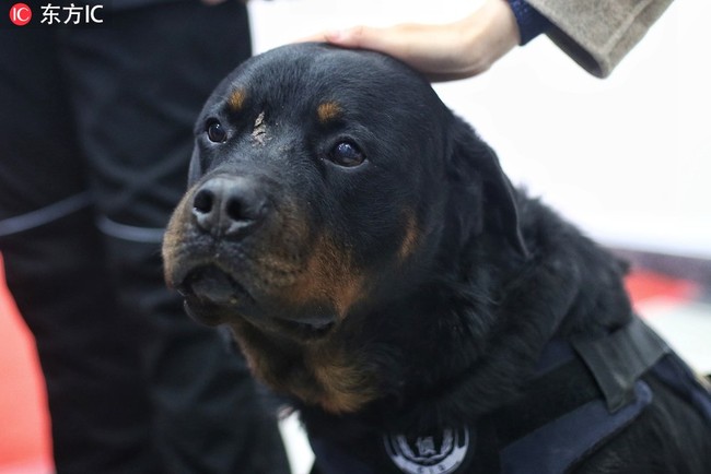 Buffalo pictured during the fifth National Police Dog Competition in Beijing, November 16, 2018. [Photo: IC]