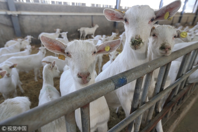 Dairy goats at the farm in Longxian County, Shaanxi Province on December 6, 2018. [Photo: VCG]