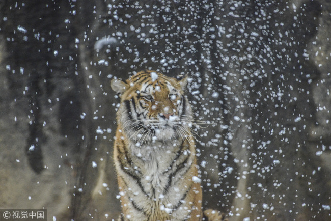 A Siberian tiger(西伯利亚虎) watches(欣赏 xīnshǎng) the snow fall at the Hangzhou Zoo, Zhejiang Province, December 9, 2018. [Photo: VCG]