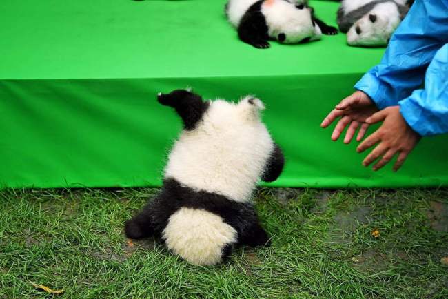 Photo of Fushun falling face-first off a stage during its first public display at the Chengdu Research Base of Giant Panda Breeding, Sichuan Province, September 29, 2016. [File photo: IC]