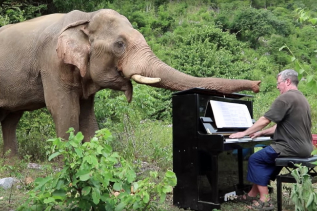 Paul Barton plays the piano for Lam Duan, a 65-year-old blind Thai elephant to give her peace at Elephants World, a retirement sanctuary for the animals in the western Thai province of Kanchanaburi on an unknown day in 2018. [File photo: IC]