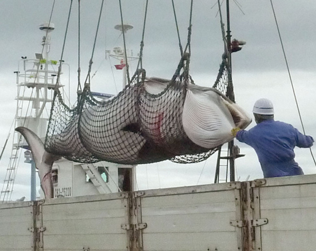 A minke whale captured off Kushiro,northern Japan in September 2013.[File Photo:IC]