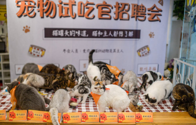 A pet shop owner organized a "job interview(面试 miànshì)" in Beijing this week, with over 30 cats vying for the role(职位 zhíwèi).[Photo: IC]