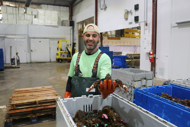 A staff member packs lobsters at lobster dealer Tom Adams’ company in Portland, Maine in December 2018. [Photo: China Plus/Liu Kun]