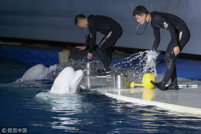 A ceremony is held on Jan. 4, 2019, to say goodbye to the two beluga whales who will be relocated to a sanctuary off Iceland this spring at Shanghai's Changfeng Ocean World aquarium, where the pair has been performing for visitors since 2012. [Photo: VCG]