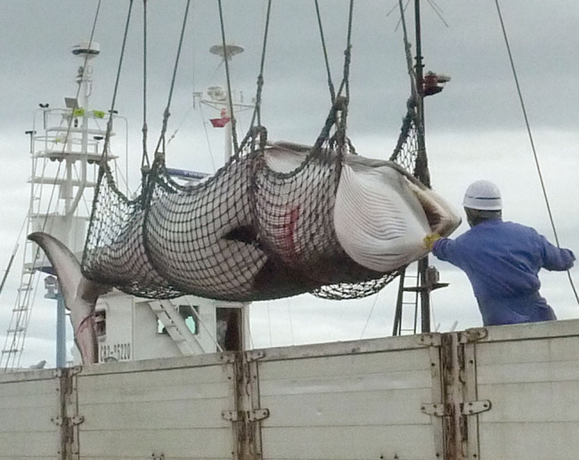 FILE - A minke whale captured off Kushiro,northern Japan in September 2013.[Photo: IC]